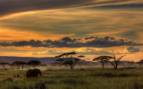 10 Best African Safari Animals Wallpaper FULL HD 1920×1080 For PC ...