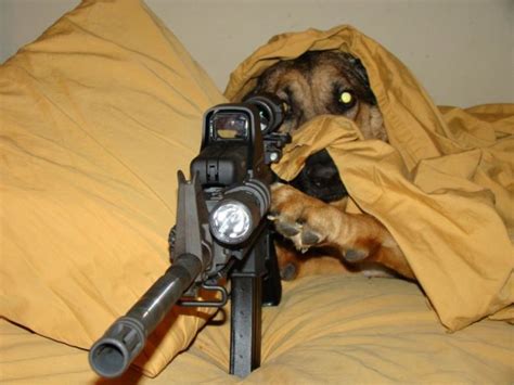 I Have That Insurgent Tabby In My Sights, Prepare to Fire | Crazy animal facts, Funny animals ...