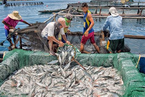 “We have enough fresh fish” — DA Chief | Official Portal of the ...