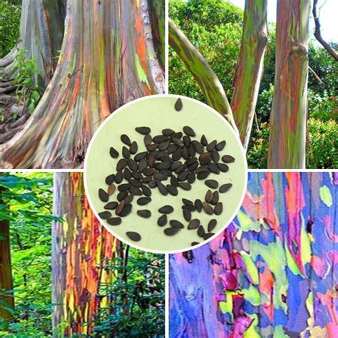 Egrow 40pcs Rainbow Eucalyptus Seeds Garden Eucalyptus Deglupta Decor Plant at Banggood