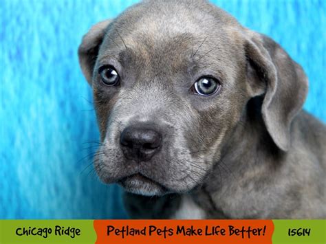 Cane Corso-DOG-Male-Blue Brindle-2885780-Petland Pets & Puppies Chicago ...