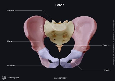 Ilium Bone