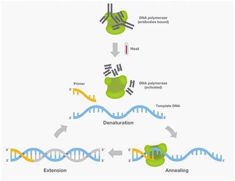 DNA Polymerase—Four Key Characteristics for PCR | Thermo Fisher ...