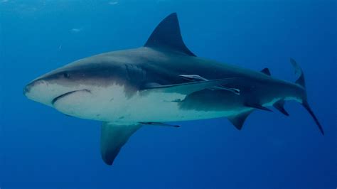 Shark kills woman snorkelling in Bahamas - Patabook News