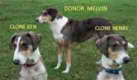 Dog Cloning Basics: Costs and Process