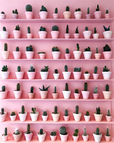 Pink Wallpaper, Colorful Wallpaper, Wallpaper Plants, Trendy Wallpaper, Pink Love, Pink And ...