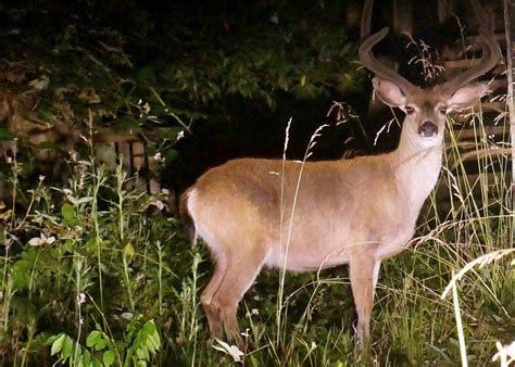 Deer in Headlights: Meaning and Origin Revealed - A-Z Animals