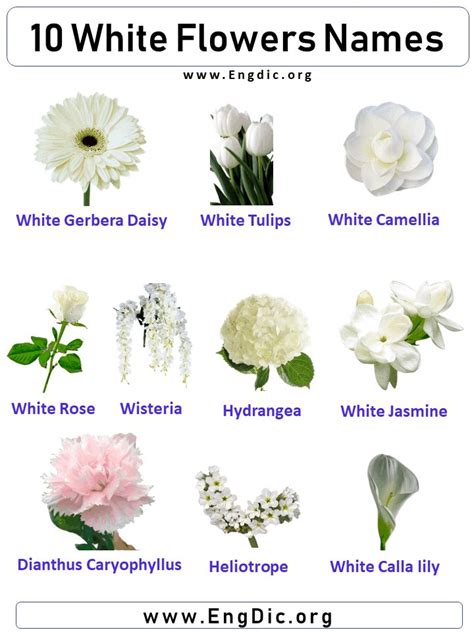 10 White Flowers Names, Flower names with pictures | White flowers ...