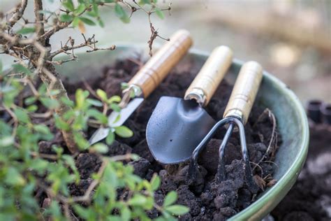 Things To Know Before Keeping Bonsai Tools At Home - The Australian Blog Hub