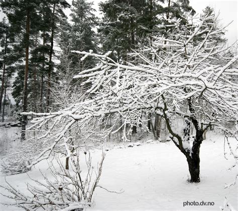 Winter in Norway! ♥ - Norway Photo (16527323) - Fanpop