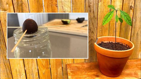 How To Grow An Avocado Tree From Seed in 90 Days - EASY - Includes Time Lapse - YouTube