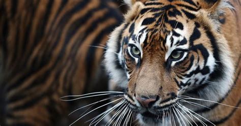 How Many Sumatran Tigers Are Left in the World? The Species Is Dying Out