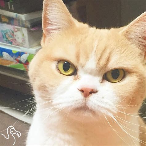 Don’t Even Try To Stop This Cat’s Permanently Angry Stare – 1Funny.com