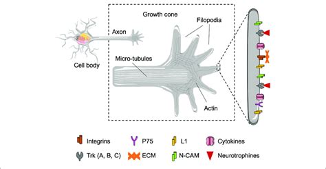 | Representation of the growth cone in charge to interact with the... | Download Scientific Diagram