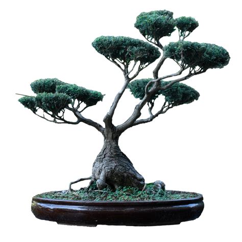Free Bonsai Tree PNG Downloads - High Quality Images