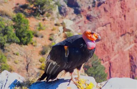 California Condor - Description, Habitat, Image, Diet, and Interesting Facts