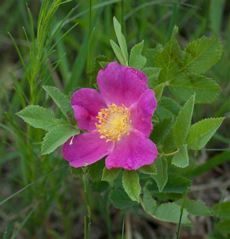 UMP | University of Minnesota Press Blog: Wildflower Series #3: A day ...