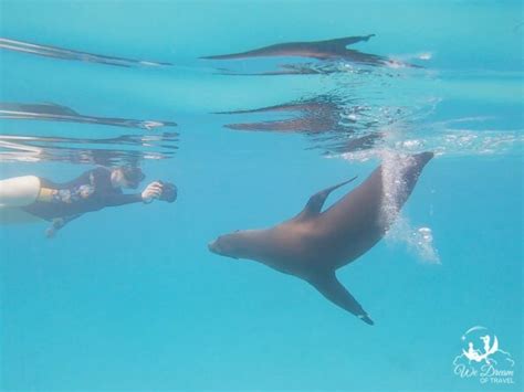 🤿 Best Snorkeling in Galapagos: Free Spots + Top Tours (2024)