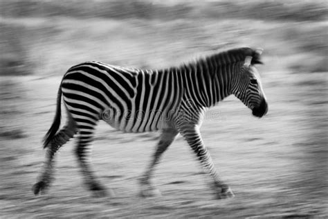 Zebra in motion blur stock photo. Image of animal, cute - 121556038