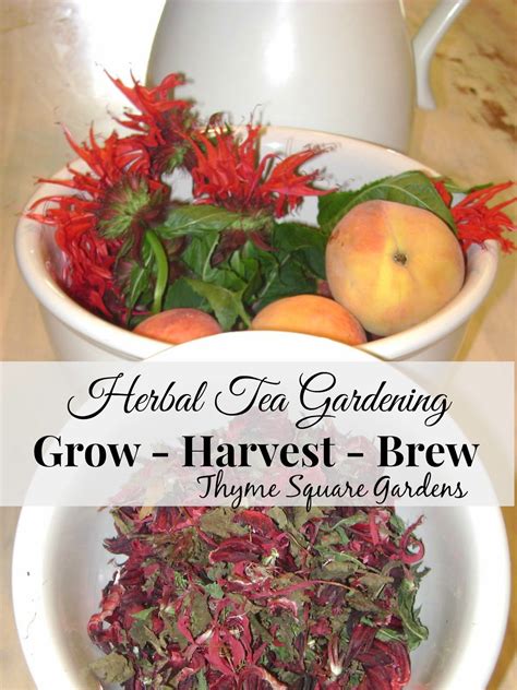 TSG: Herbal Tea Gardening