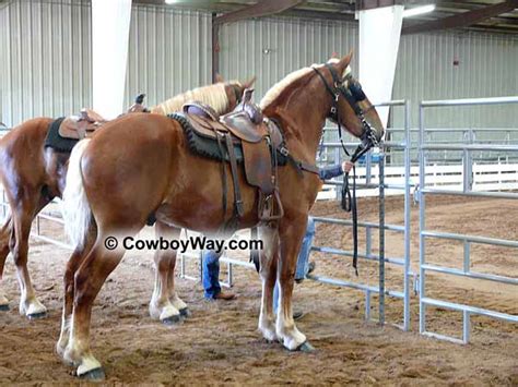 Draft Horse Pictures