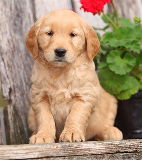 Pictures Of Golden Retrievers - Golden Retriever Photo Gallery