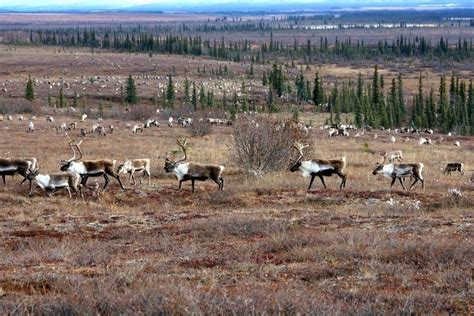 Alaska’s Western Arctic Caribou Herd Increases After Years of Decline ...