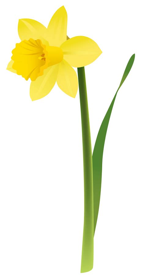 Daffodil Clip Art Free - Cliparts. | Flower clipart, Spring flowers ...