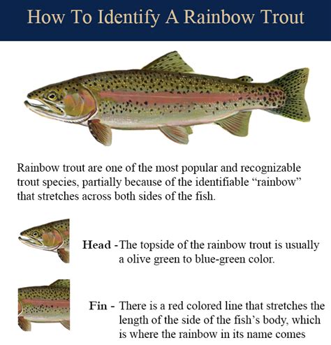 Rainbow Trout - King Salmon Outfitters