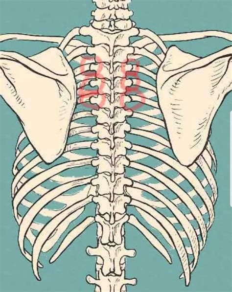 “Rib popped out??” | Herts Osteopathy & Pilates Clinic