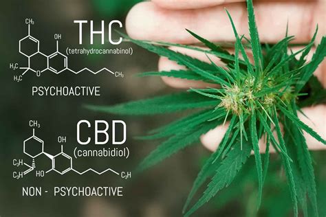 CBD Enhances THC Effects, According to Recent Study - Delta 8