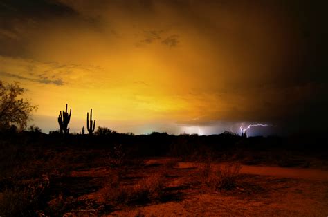 249 best Sonoran Desert images on Pholder | Whatsthisbug ...