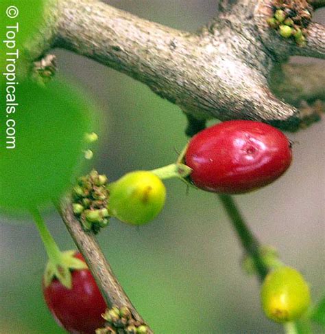 Erythroxylum coca, Huanuco, Coca - TopTropicals.com