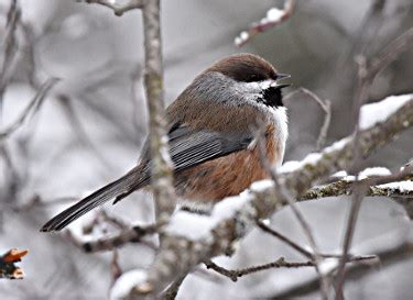 Boreal Chickadee - Photos, facts, and identification tips