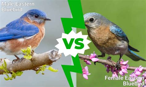 Eastern Bluebird Male vs Female: How To Tell Them Apart - A-Z Animals