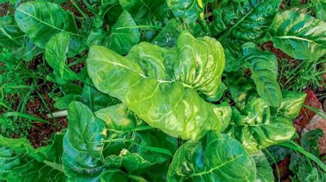 Growing Spinach in Beds, Palak Plant Spacing, Care | Gardening Tips