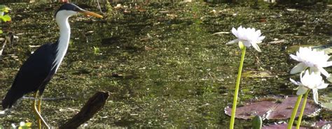 Cane Toad Impact - ABC TV Media Coverage