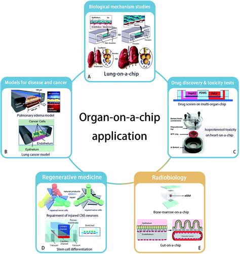 Images of Organ-on-a-chip - JapaneseClass.jp