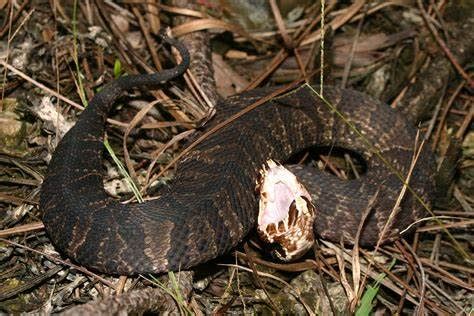 Texas is home to 4 venomous snake groups. Here's what to look out for ...