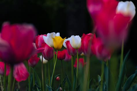 Tulips blooming in spring garden 2 on Behance