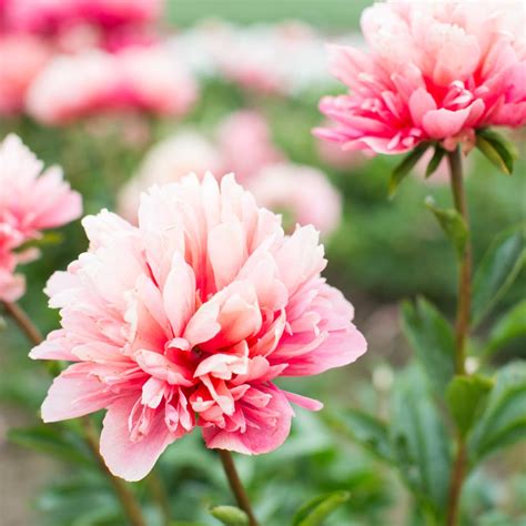 Peony Flower | Best Flower Site