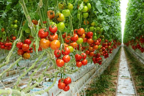 Tomatoes on the vine | NatureFresh™ Farms