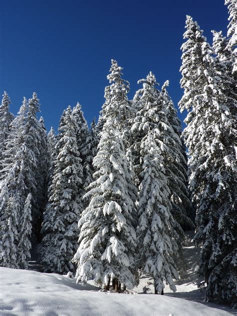 Snowy Forest