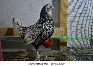 351 Sebright chicken Images, Stock Photos & Vectors | Shutterstock