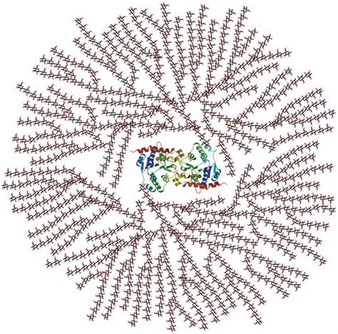 How did bacterial glycogen branching enzymes evolve? - Research Outreach