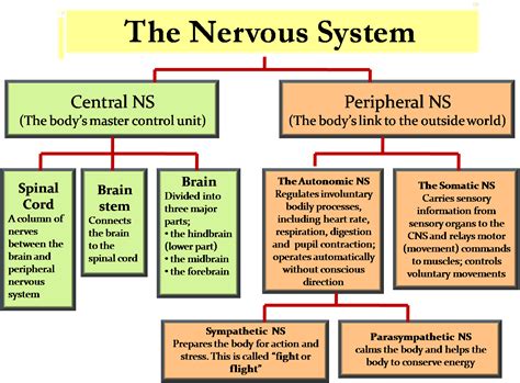 Central Nervous System Chart