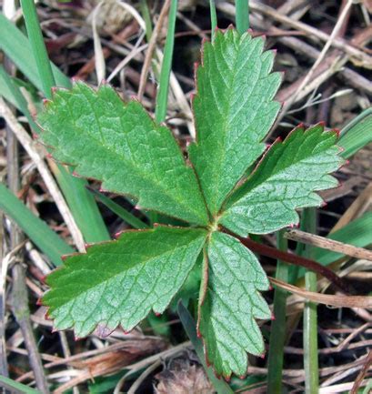 Creeping Cinquefoil, identify and control this lawn weed