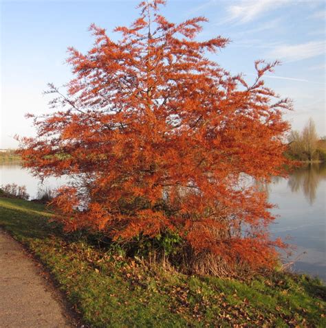 Swamp Cypress - Tree Guide UK- Swamp Cypress tree identification