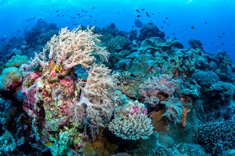 Ultimate Guide for Diving in Wakatobi Indonesia – Tropilogy