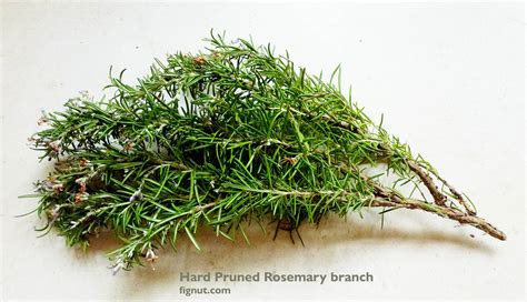 How to Prune Rosemary (with Photos & Video) - FigNut